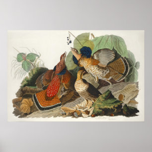 Vintage Audubon Ruffed Grouse Bird Nature Art Poster