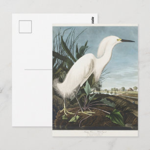 Vintage Audubon Snowy Heron White Egret Bird Art Postcard