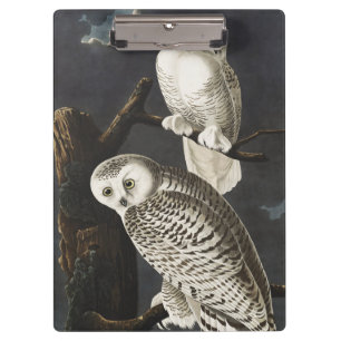 Vintage Audubon Snowy Owl Night Bird Art Clipboard