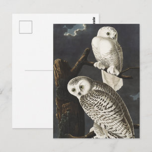Vintage Audubon Snowy Owl Night Bird Art Postcard