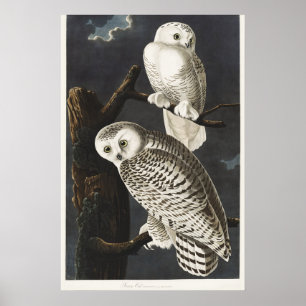 Vintage Audubon Snowy Owl Night Bird Art Poster