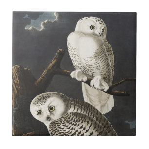 Vintage Audubon Snowy Owl Night Bird Art Tile