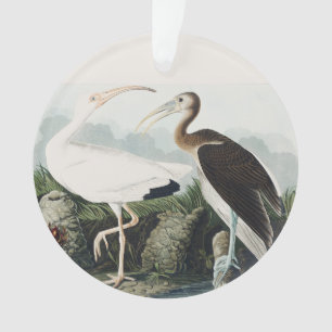 Vintage Audubon White Ibis Bird Nature Art Ornament