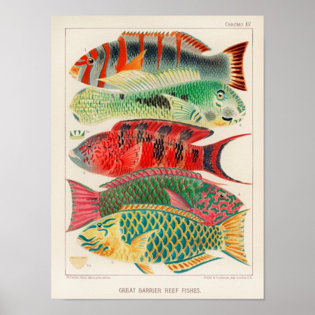 Vintage Australia Great Barrier Reef Fishes Poster (Front)