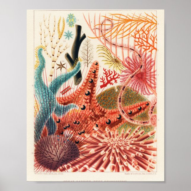 Vintage Australia Great Barrier Reef Fishes Poster (Front)