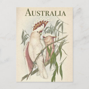 Vintage Australian Galah Postcard