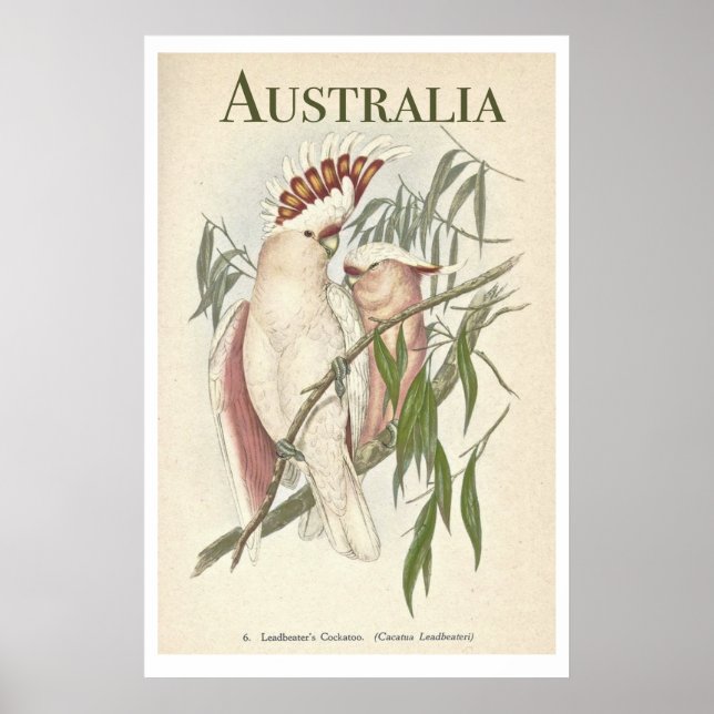 Vintage Australian Galah Poster (Front)
