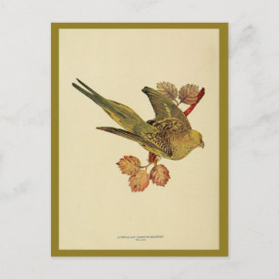 Vintage Australian grass parrakeet colour photo Postcard