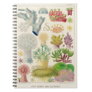 Vintage Australian marine biology illustration - g Notebook