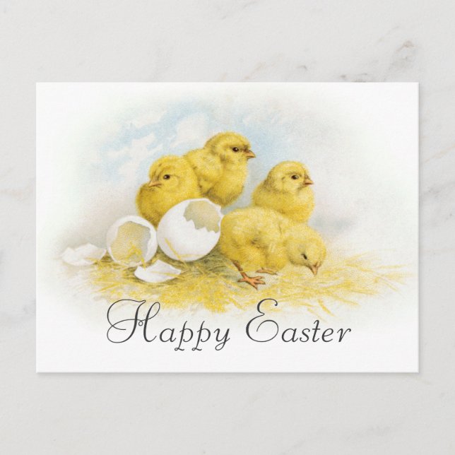 Vintage Baby Chickens Holiday Postcard (Front)