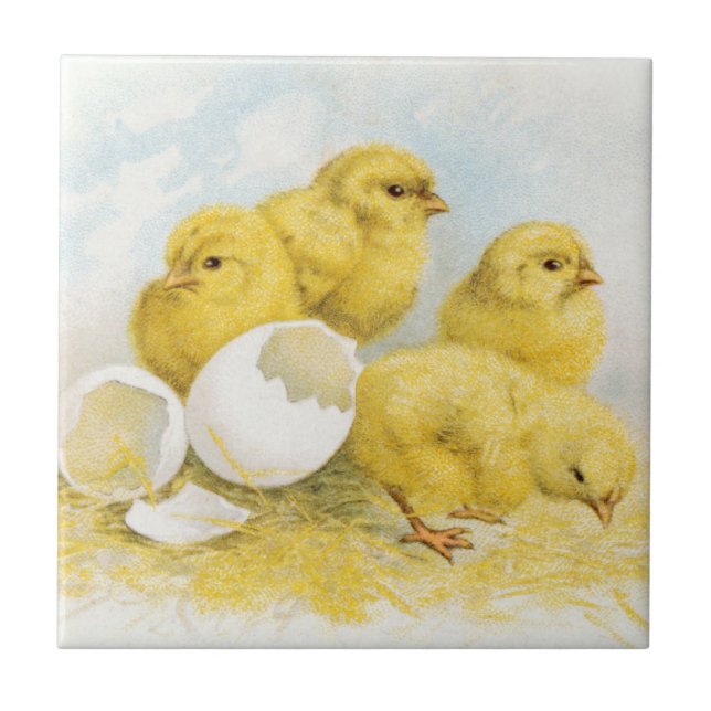 Vintage Baby Chickens Tile (Front)