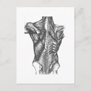 Vintage Back Anatomy Postcard