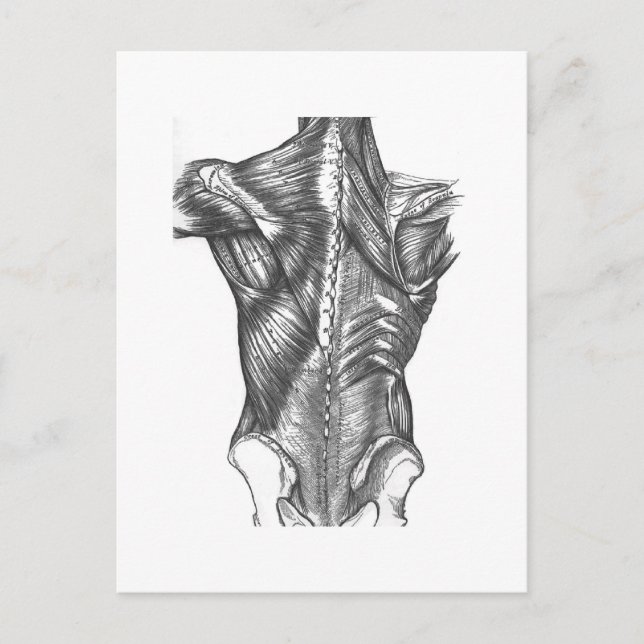 Vintage Back Anatomy Postcard (Front)