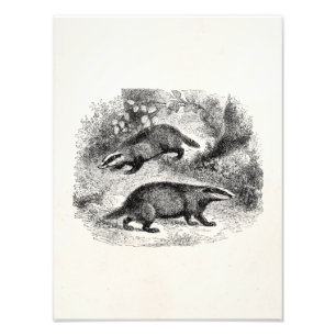 Vintage Badger 1800s Badgers Illustration Photo Print