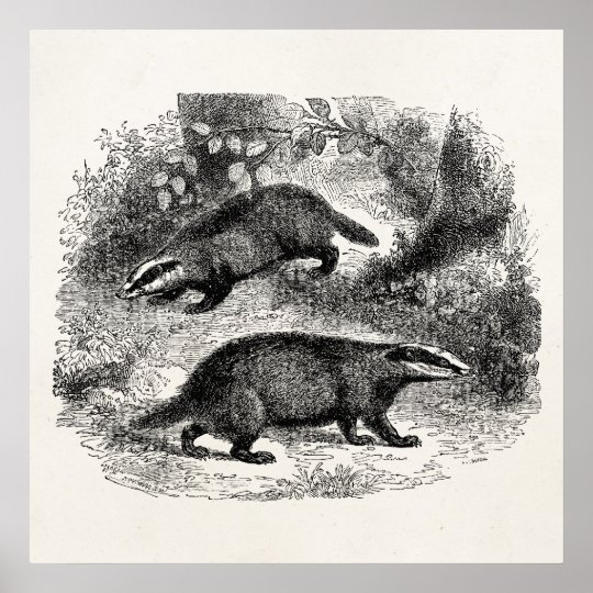 Vintage Badger 1800s Badgers Illustration Poster