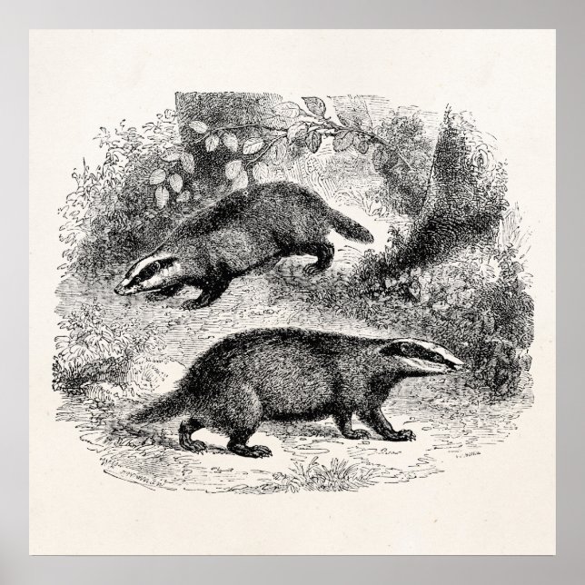 Vintage Badger 1800s Badgers Illustration Poster (Front)