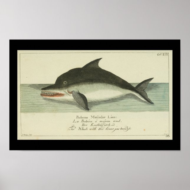 Vintage Balaena Fin Whale Print (Front)