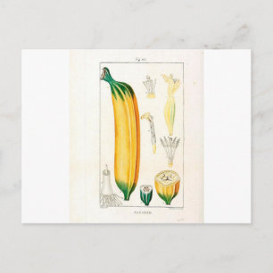 Vintage Banana Botanical Print Postcard