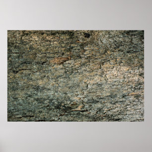 Vintage bark wood backgroundabstract, graphic deco poster