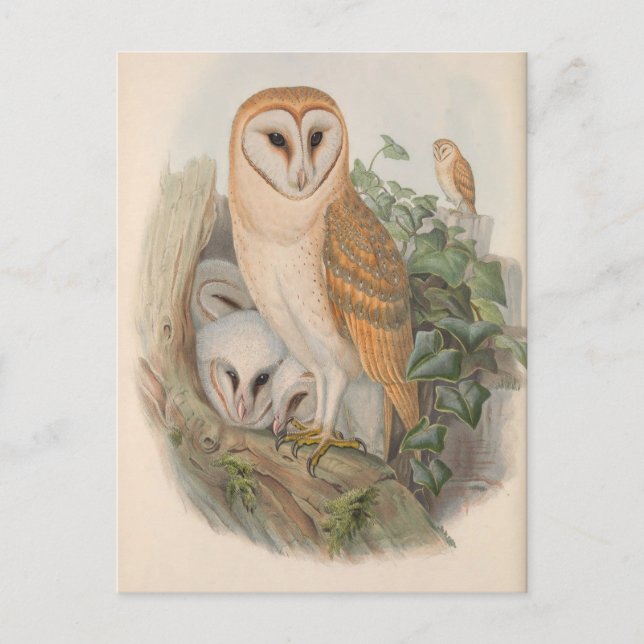 Vintage Barn Owl Bird Postcard (Front)