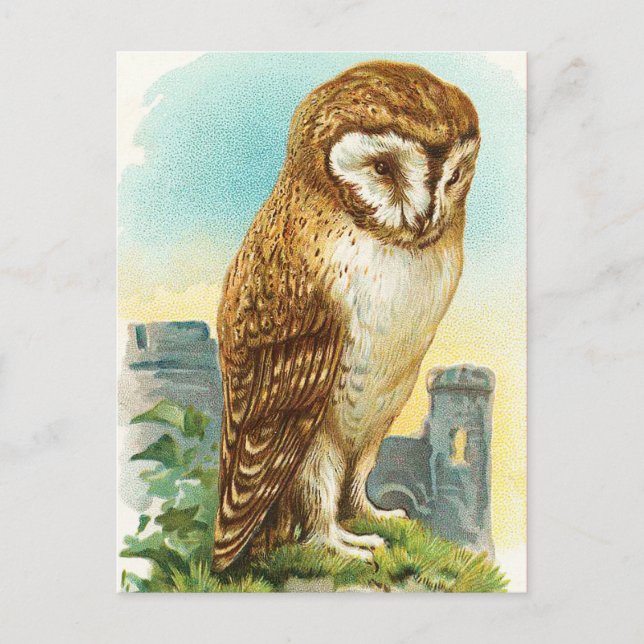 Vintage Barn Owl Postcard (Front)