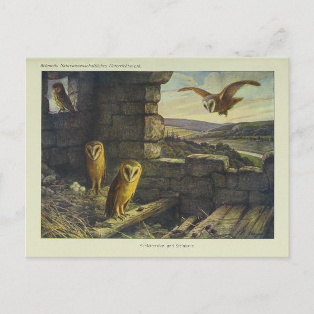 Vintage Barn Owls Art Postcard (Front)