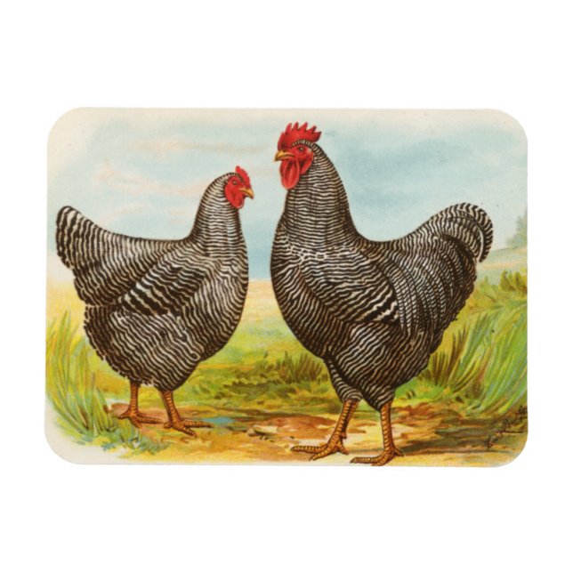 Vintage Barred Plymouth Rock Chickens Magnet (Horizontal)
