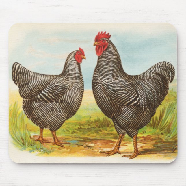 Vintage Barred Plymouth Rock Chickens Mousepad (Front)