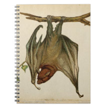 Vintage Bat Colour Illustration Notepad /