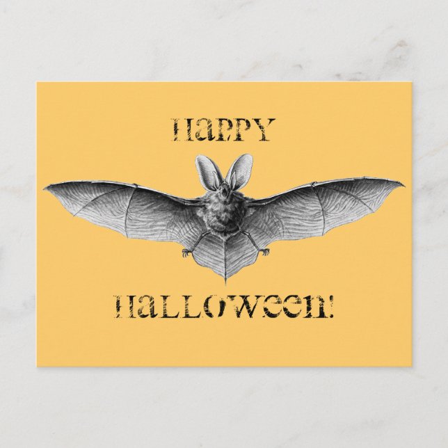 Vintage Bat Illustration Postcard (Front)