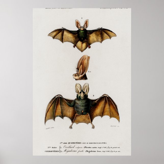 Vintage Bat Illustration Poster (Front)