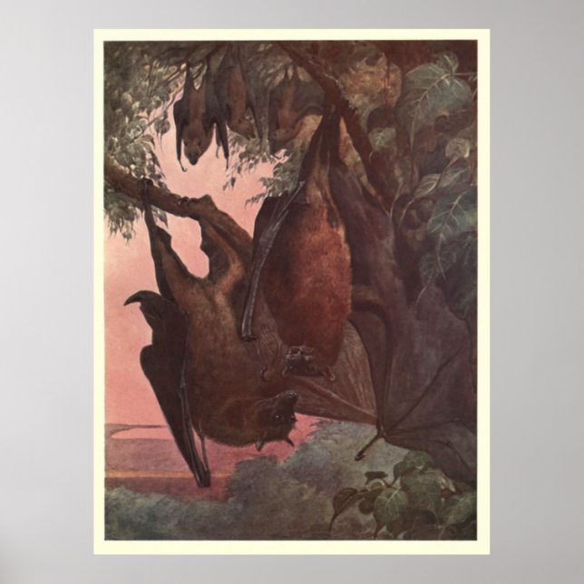 Vintage Bat Painting (1909) Poster (Front)