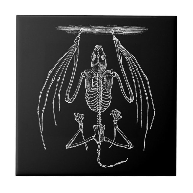 Vintage Bat Skeleton - Bats and Halloween Template Tile (Front)
