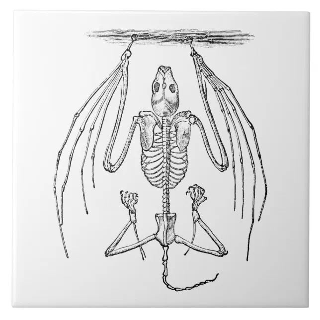 Vintage Bat Skeleton - Bats and Halloween Template Tile | Zazzle