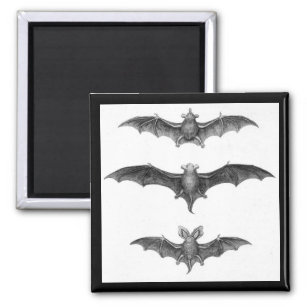 Vintage Bats Art Print Square Magnet