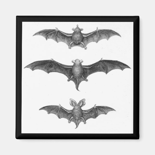 Vintage Bats Art Print Square Magnet (Front)