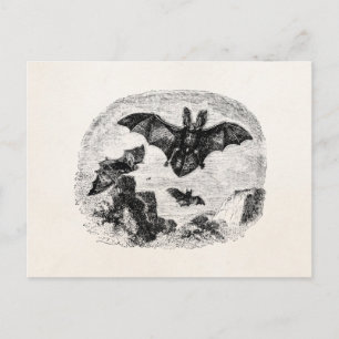Vintage Bats Flying 1800s Big Eared Bat Drawing Postcard