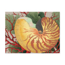 Vintage Beach Seashell & Red Coral Postcard