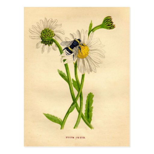 Vintage Bee and Daisy Postcard