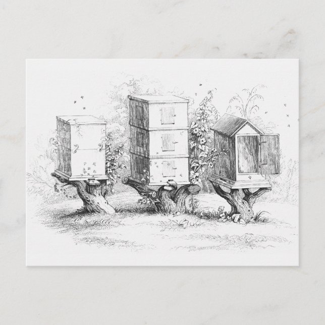 Vintage Bee Boxes Honey Postcard (Front)