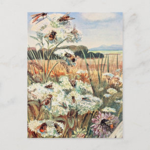 Vintage Bee Illustration Postcard