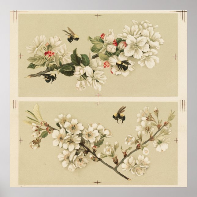 Vintage Bee Illustration Poster (Front)