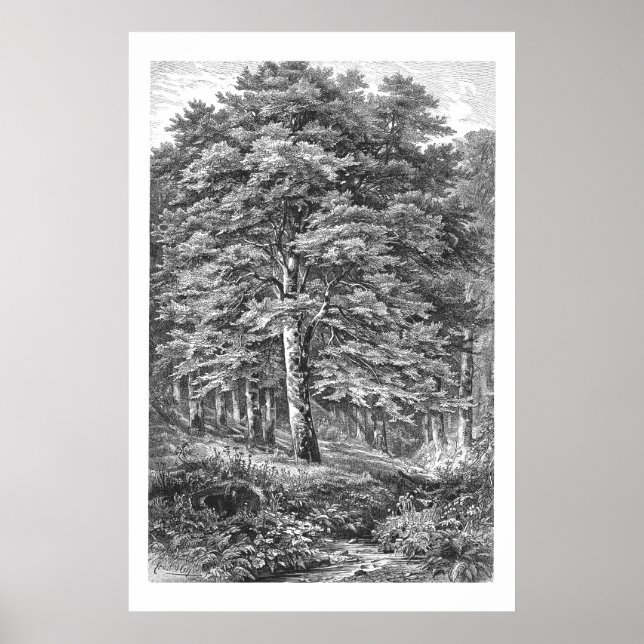 Vintage Beech Tree 1800s Illustration Print (Front)