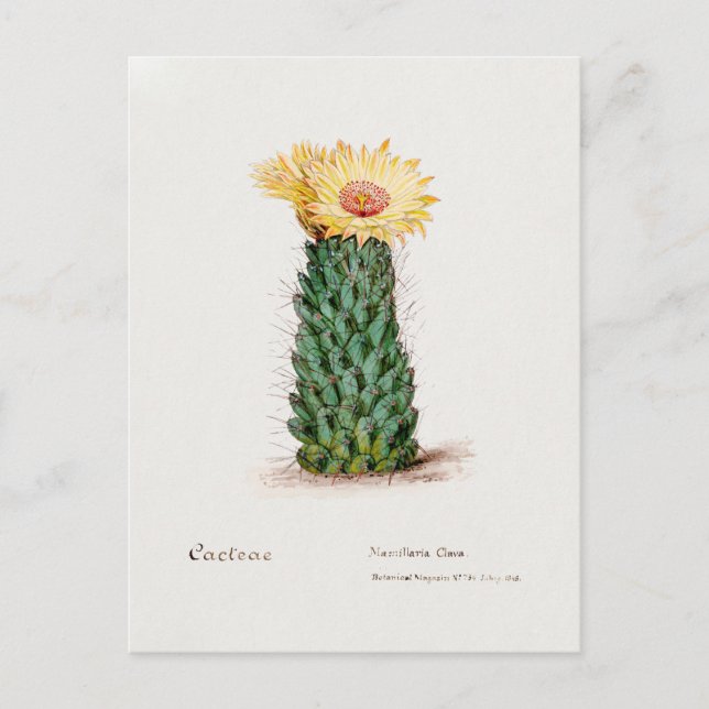 Vintage Beehive Cactus Illustration Postcard (Front)