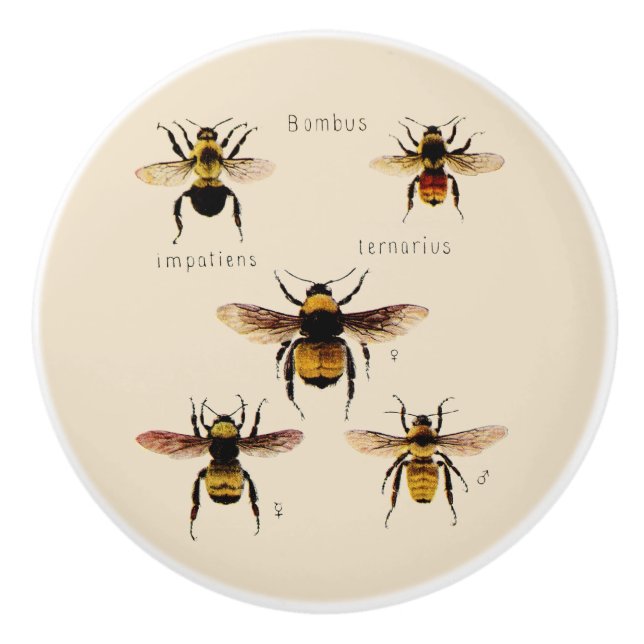 Vintage Bees Ceramic Knob (Front)