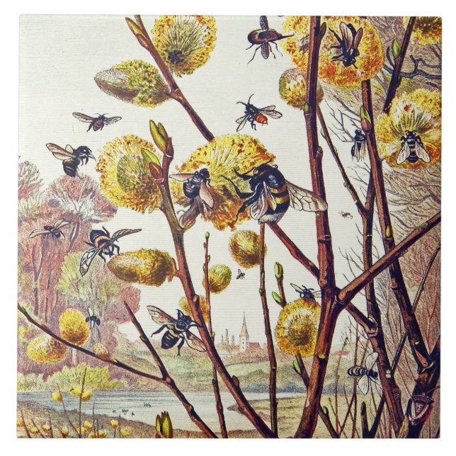 Vintage Bees Insects Spring Willow Blossom Tile (Front)