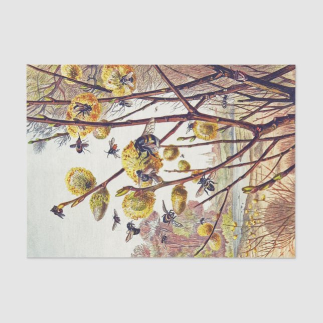 Vintage Bees Insects Spring Willow Blossom Tissue Paper (Front)