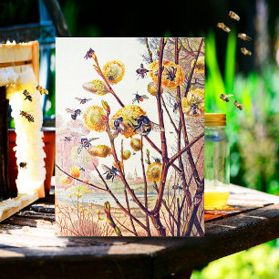 Vintage Bees Spring Willow Blossom  Postcard