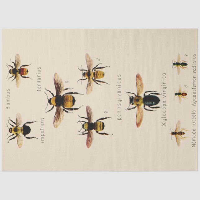 Vintage Bees Tissue Paper (Front)