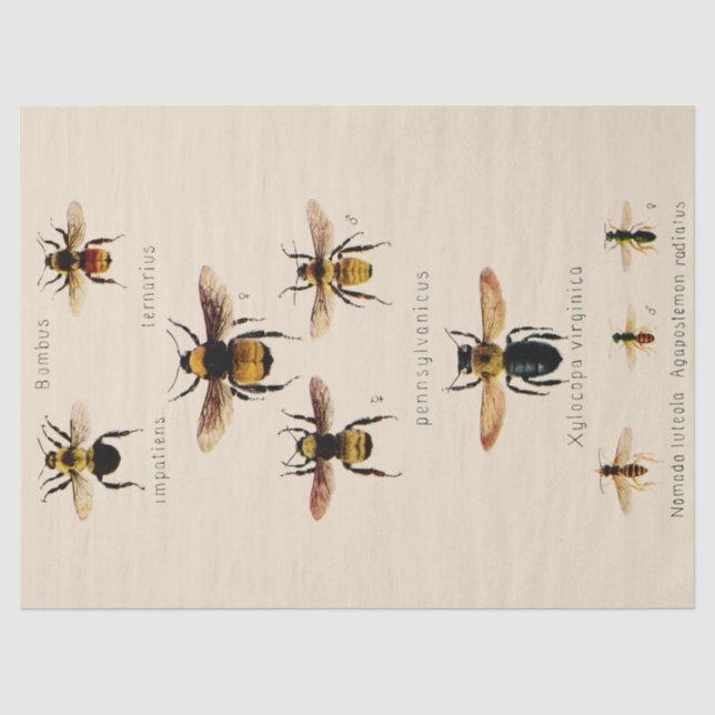 Vintage Bees Tissue Paper (Front)